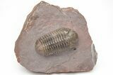 Austerops Trilobite From Jorf - Top Quality Specimen #213138-5